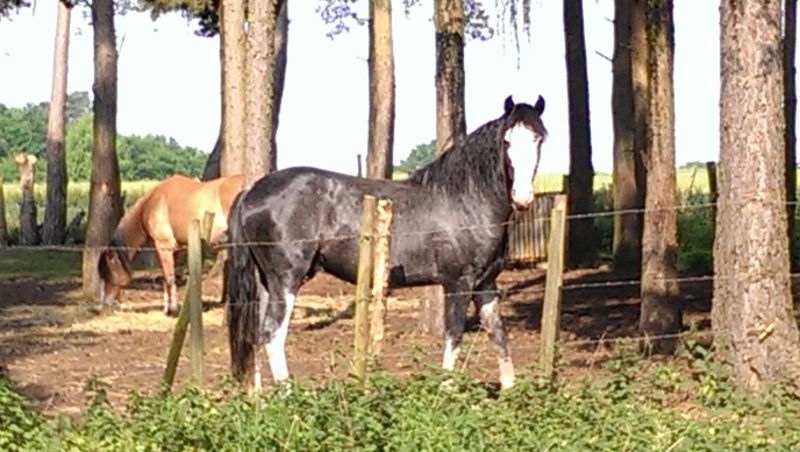 Lakota Windchaser aka Charlie!