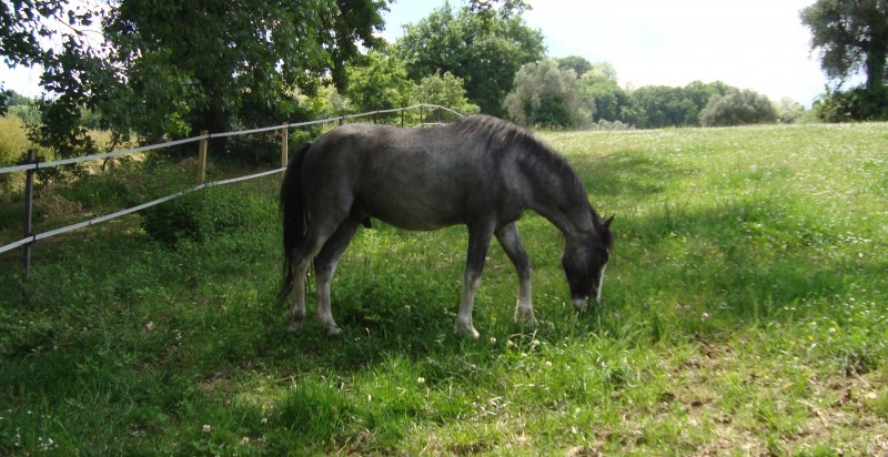 Charlie testing the Italian grass