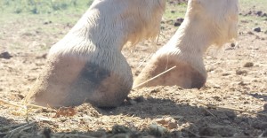 Charlie's front hoof showing the barefoot trim