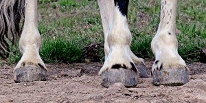 close up of perfect wild mustang hooves