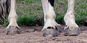 close up of perfect wild mustang hooves