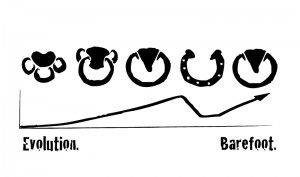 windchaser ranch graphic showing the evolution if the horses hoof