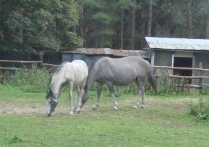 Adena Mare with her foal Mickey