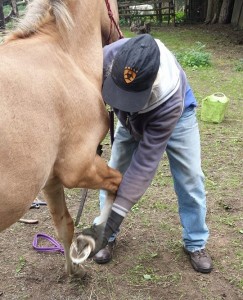 Matine giving Dillon a barefoot trim