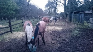 The foals remain in the old frendship groups but are tolerating each other in the same paddock