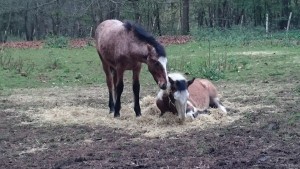 Harley standing over Diesel keeping a watch over him while at rest