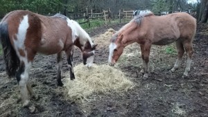 Diesel and Dillion sharing food