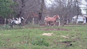 Mickey chasing Dillion around the paddock