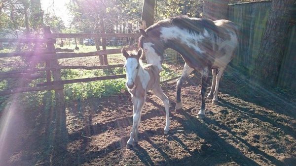 Happy Birthday Dakota Wildfire, 1 year old today…