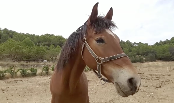 Apache