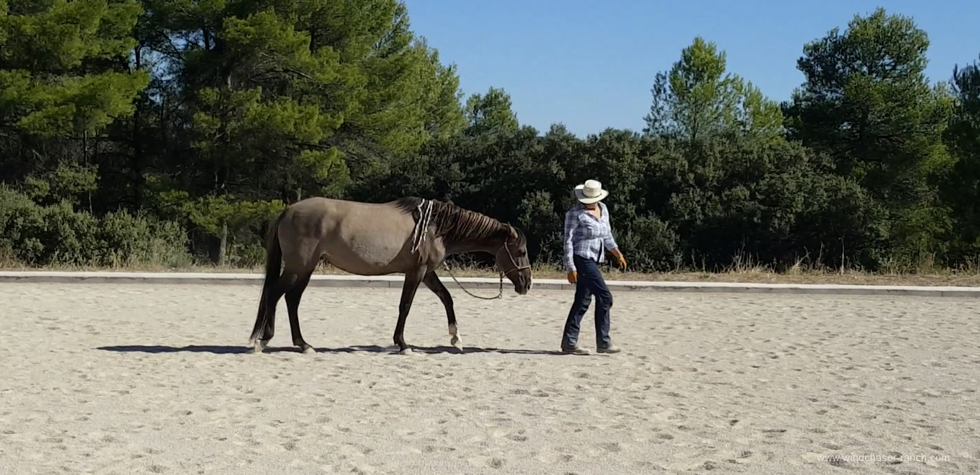 What is Natural Horsemanship?