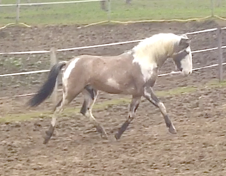 Diesel, In the wired woods. Spanish Mustang Colt