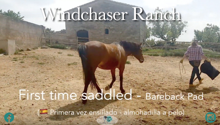 First time saddled – Bareback Pad. (??Primera vez ensillado – almohadilla a pelo)
