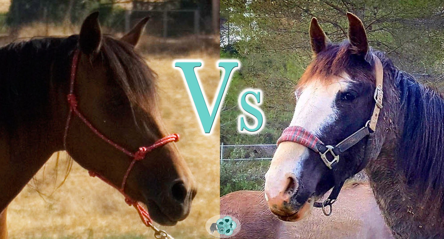 Rope-Halters Vs Head-Collars