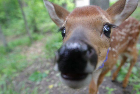 FAWN or learned helplessness BEHAVIOUR IMAGE