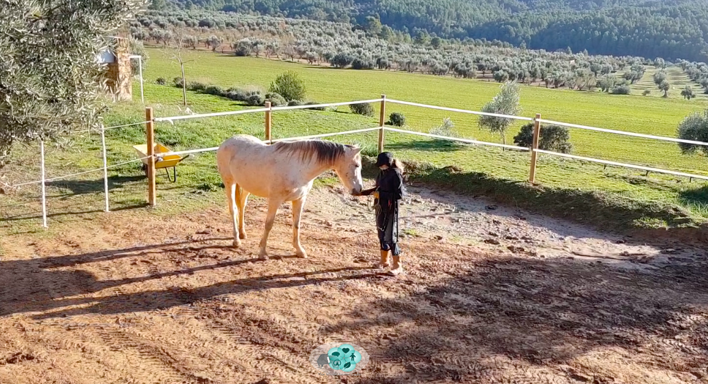 Engaging with a horse to reduce stress