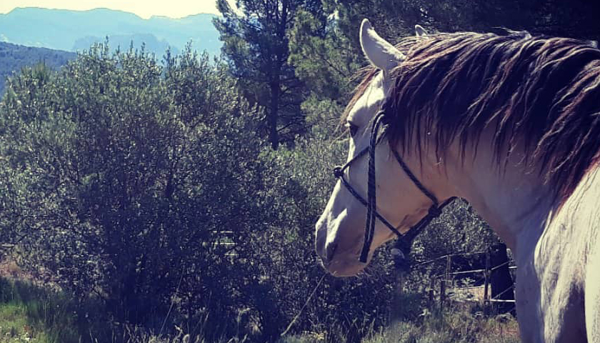Lakota Windchaser - Spanish Mustang in Spain!