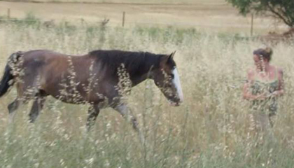 Lakota Windchaser - Spanish Mustang in Spain!