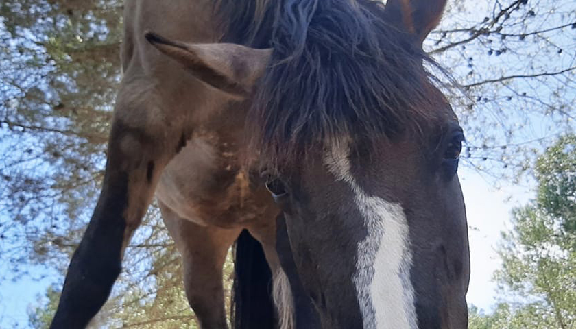 Lakota Windchaser - Spanish Mustang in Spain!