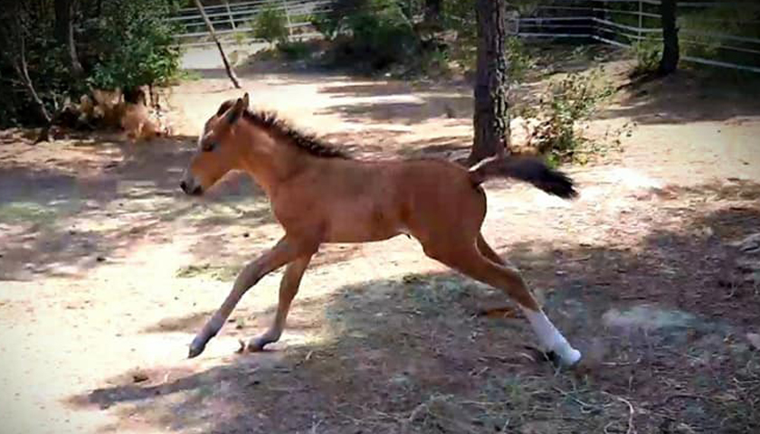 Lakota Windchaser - Spanish Mustang in Spain!