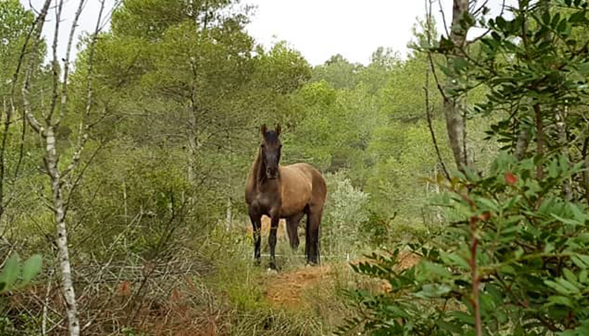 Lakota Windchaser - Spanish Mustang in Spain!